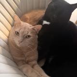 Photo de chat perdu à Quimper