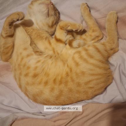 Photo 1/1 Garfilde Chat perdu à Namur