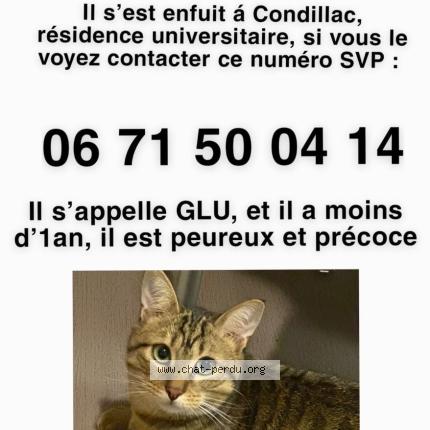Photo 1/1 Glue Chat perdu à Saint Martin D Here