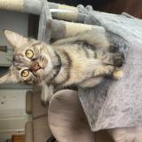 Photo de chat perdu à Le Palais Sur Vienne