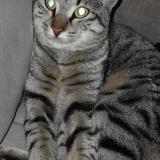 Photo de chat perdu à Le Pontet