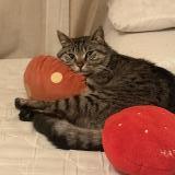 Photo de chat trouvé à Saint Fons