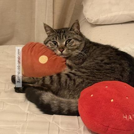 Photo 1/1 Chat trouvé Trouvé à Saint fons