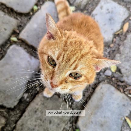 Photo 1/1 Caline Chat perdu à Orleans