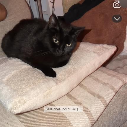 Photo de chat perdu à Revel