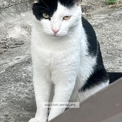 Photo de chat perdu à Gelos