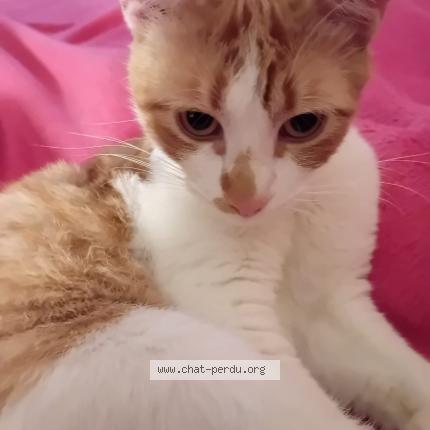 Photo 1/1 Caramel Chat perdu à Perpignan