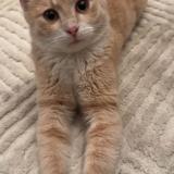 Photo de chat perdu à Villeneuve Le Roi