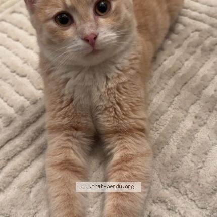 Photo de chat perdu à Villeneuve Le Roi