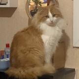 Photo de chat perdu à Pellevoisin