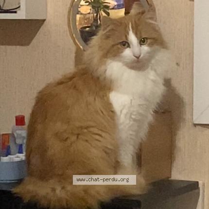 Photo de chat perdu à Pellevoisin