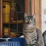 Photo de chat perdu à Thurageau