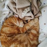 Photo de chat perdu à Rognes