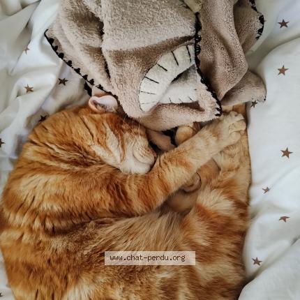 Photo de chat perdu à Rognes