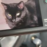 Photo de chat perdu à Sermange