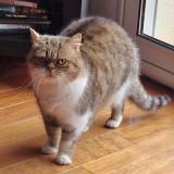 Photo de chat perdu à Nancy