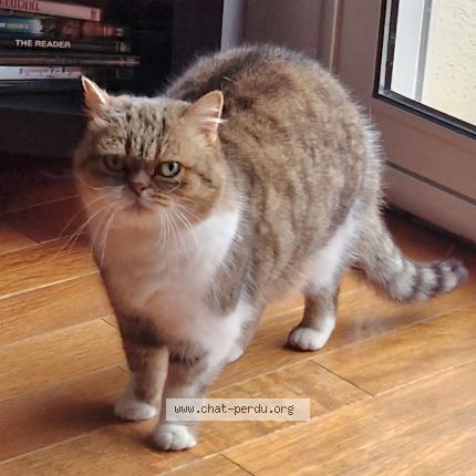 Photo de chat perdu à Nancy