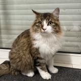 Photo de chat perdu à Villeveque