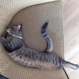 Photo de chat perdu à Rueil Malmaison