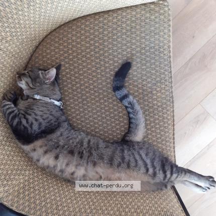 Photo de chat perdu à Rueil Malmaison