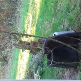 Photo de chat trouvé à Ascain