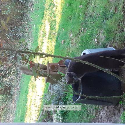 Photo 1/1 Chat trouvé Trouvé à Ascain