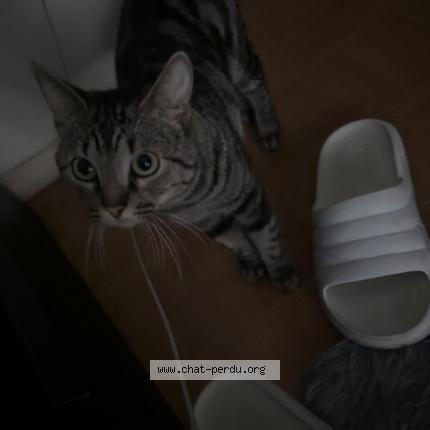 Photo de chat perdu à La Courneuve