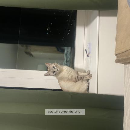 Photo 1/1 Chat trouvé Trouvé à Anderlecht