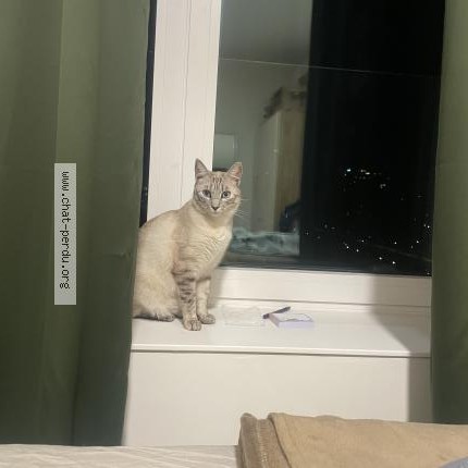 Photo 1/1 Chat retrouvé Trouvé à Anderlecht