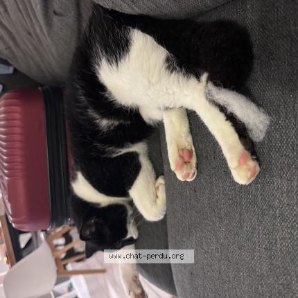 Photo de chat perdu à Montussan