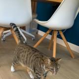 Photo de chat trouvé à Bordeaux