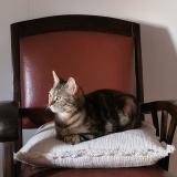 Photo de chat trouvé à Fontenay Le Comte