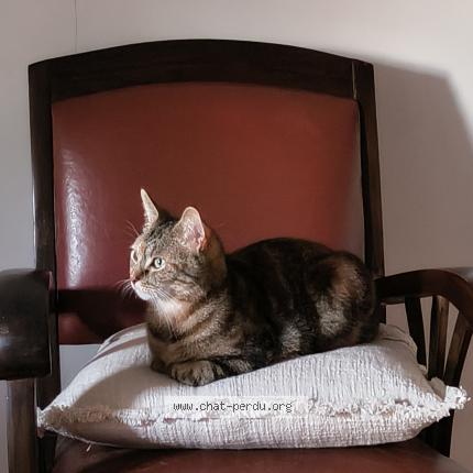 Photo 1/1 Chat trouvé Trouvé à Fontenay le comte