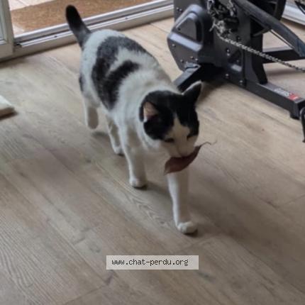 Photo de chat perdu à Nantes