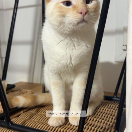 Photo de chat perdu à Mont De Marsan