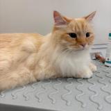 Photo de chat perdu à Juziers