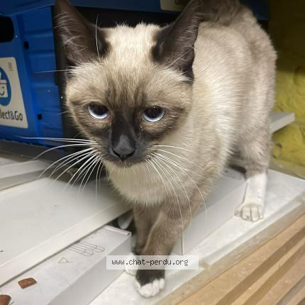 Photo 1/2 Chat trouvé Trouvé à Ixelles