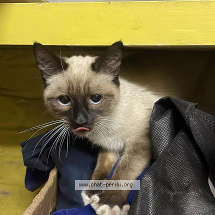 Photo 2/2 Chat trouvé Trouvé à Ixelles