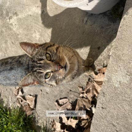 Photo 1/1 Chat retrouvé Trouvé à Sermesse