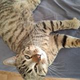 Photo de chat trouvé à Medreac