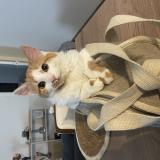 Photo de chat perdu à Remiremont