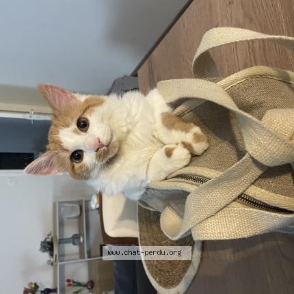 Photo de chat perdu à Remiremont