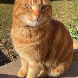 Photo de chat perdu à Urimenil