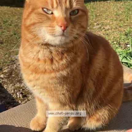 Photo de chat perdu à Urimenil