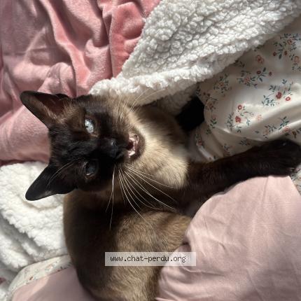 Photo de chat perdu à Valognes