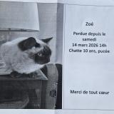 Photo de chat perdu à Neully