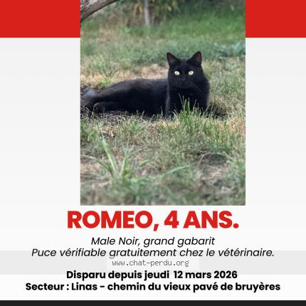 Photo 1/1 Romeo Chat perdu à Linas