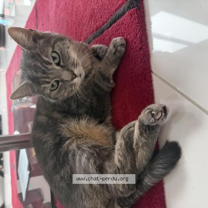 Photo de chat perdu à Chelles