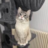 Photo de chat perdu à Grenoble