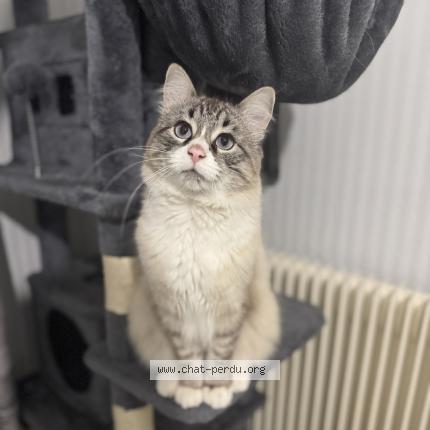 Photo de chat perdu à Grenoble